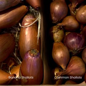 Image of different kinds of shallots availeble banana on the left with red and copper on the right of the image.